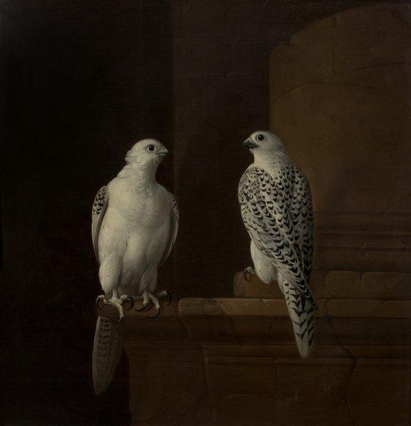 Two Iceland falcons by Bogdany, Jakob (Hungarian painter, ca.1660-1724)